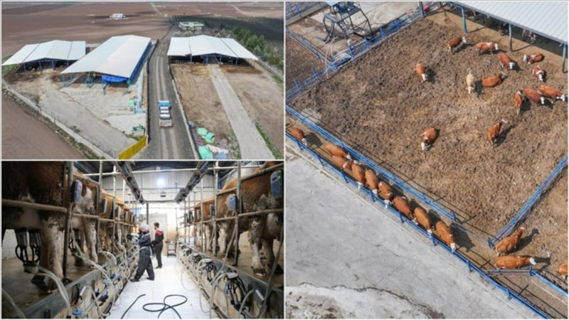 Diyarbakır'da kurduğu çiftlikte günlük 5 ton süt üretiyor