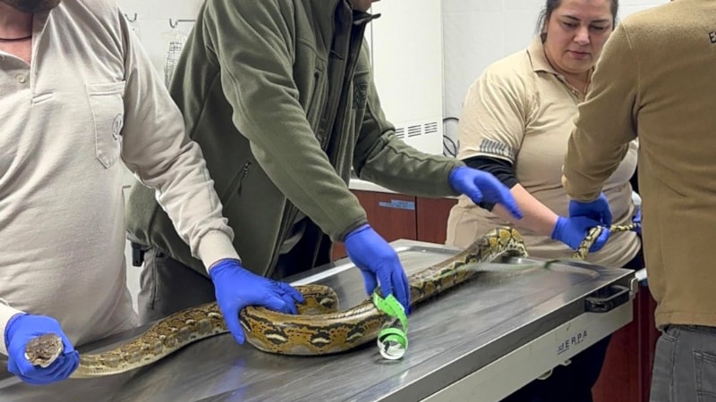 Kütahya'da karton kutuda piton ele geçirildi