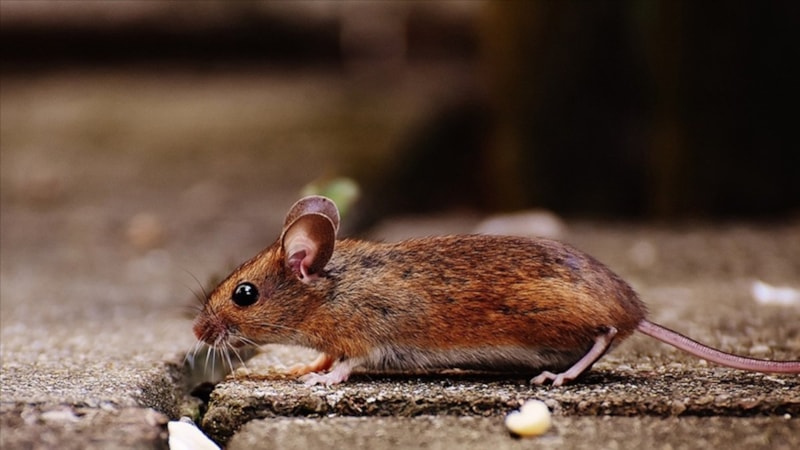 Belediye kırmızı alarm verdi: O şehri fareler bastı!