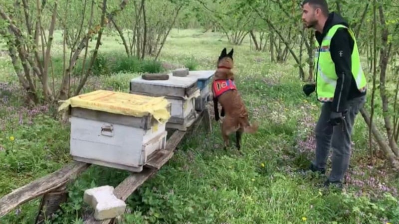 Düzce'de arı kovanlarından kaçak silah çıktı