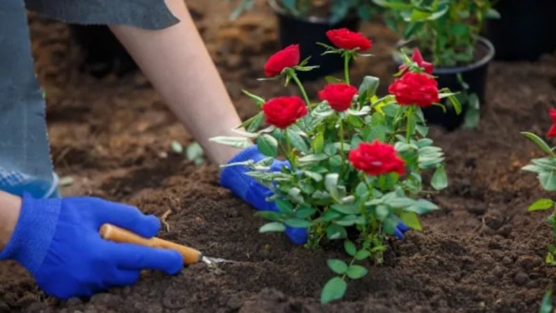 Çiçek açan güllerin sırrı ortaya çıktı! 3 adımda capcanlı oluyor