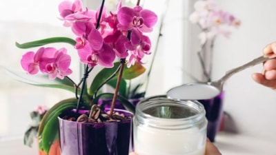 Gübre kadar etkili oluyor! Orkide dibine bir miktar dökmek yetiyor, dallar yıl boyunca çiçekli kalıyor