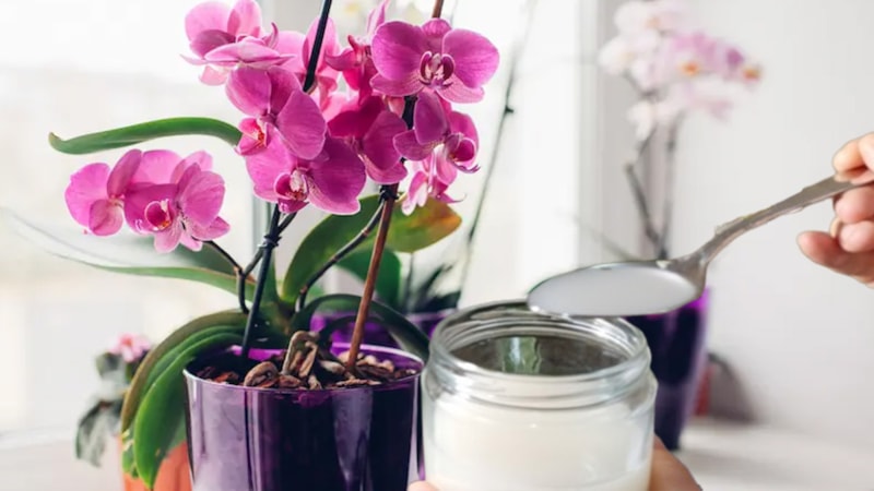 Gübre kadar etkili oluyor! Orkide dibine bir miktar dökmek yetiyor, dallar yıl boyunca çiçekli kalıyor