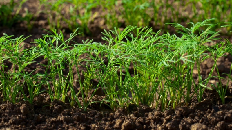 Sindirimi baştan aşağı yeniliyor! Hasat eden günlük 1000 TL kazanıyor