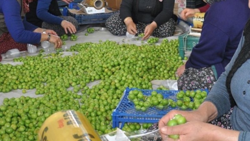 Kilosu 800 TL’ye düştü, Arap ülkeleri sıraya girdi! Kapış kapış gidiyor