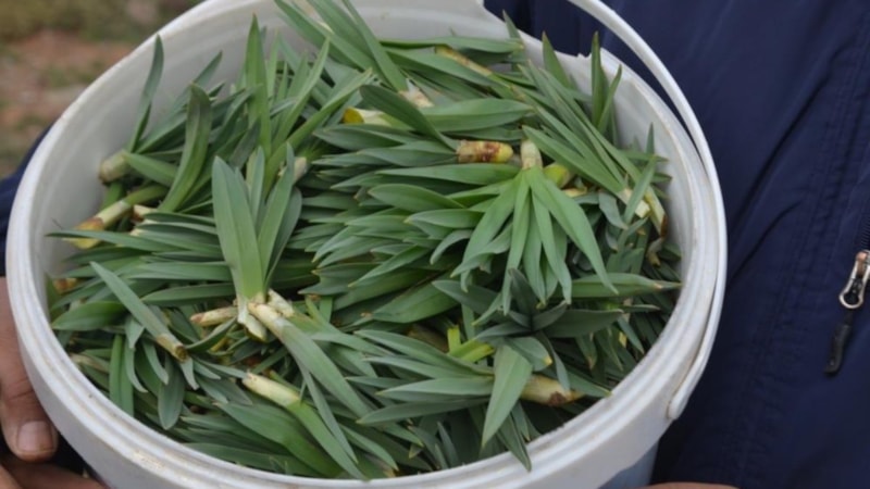 Doğu Anadolu'nun dağlarında çiriş otu bereketi