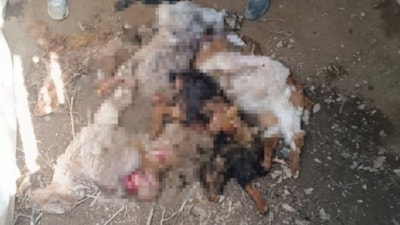 Van’da ahıra giren ayı, 20 keçiyi telef etti