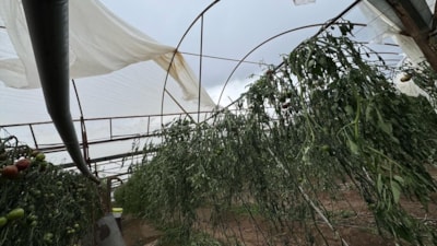 Antalya'da fırtına: Seralar zarar gördü