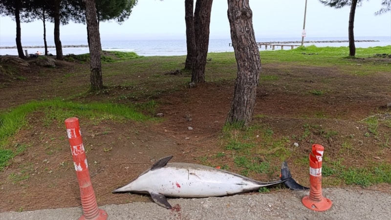 Samsun'da sahile ölü yunus vurdu