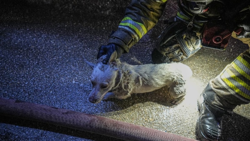 Bursa'da yanan binadaki köpeği itfaiye ekipleri kurtardı