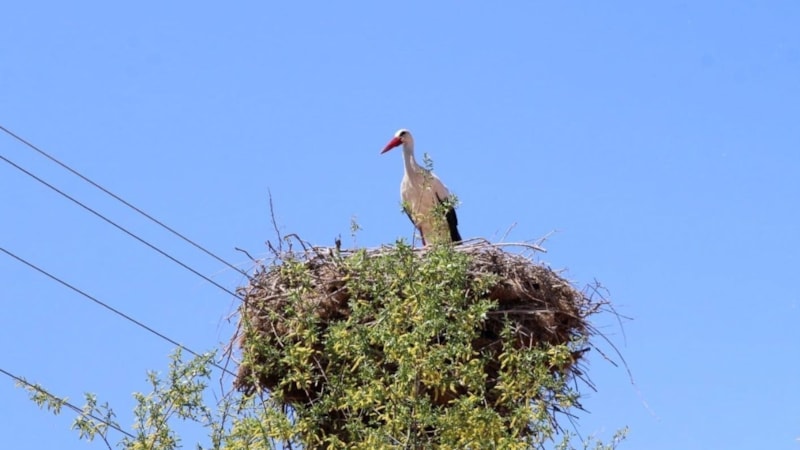 Erzincan'da leylek ailesinin yuvası dikkat çekiyor
