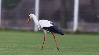 'Yiğido Leylek' yeniden Sivasspor Tesisleri'nde