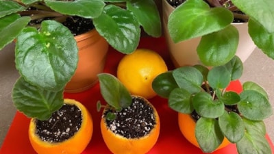 Bu sırrı bilmeyen çok şey kaçırıyor! Portakal Kabuğuyla bitki ekin, farkı izleyin