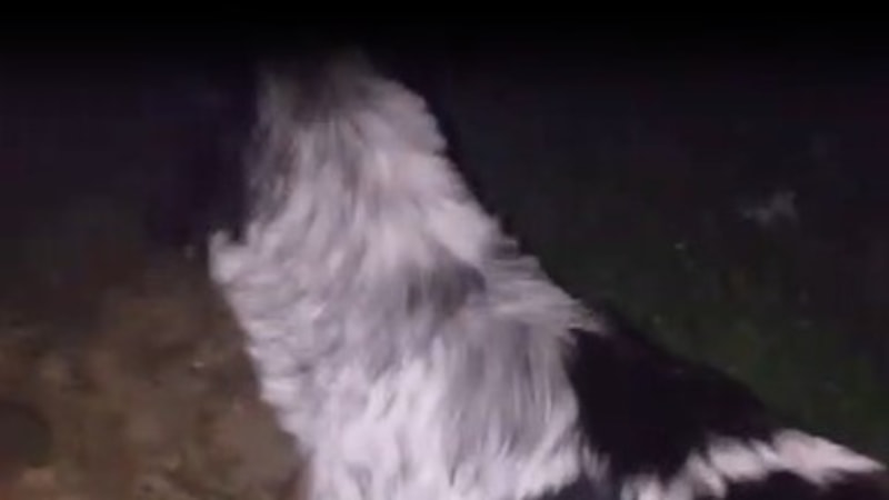 Zonguldak'ta dere yatağına düşen köpeğin imdadına ekipler yatişti