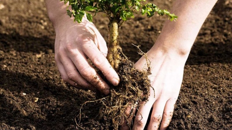 Nisan ayında ne ekilir? İşte, Nisan ayında ekilen sebze ve meyveler