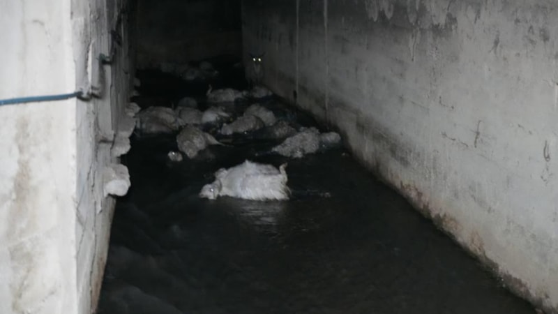 Kırıkkale'de koku faciası: 23 hayvan telef oldu