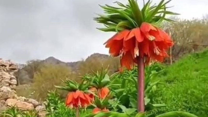 Batman'da 'ters laleler' doğayı renklendirdi