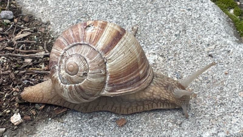 Afyonkarahisar'da salyangoz sezonu: Kilosu 35 TL