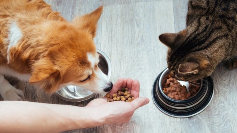“İmha edin” uyarısı yapıldı: Ünlü evcil hayvan mama markası raflardan kalkıyor!