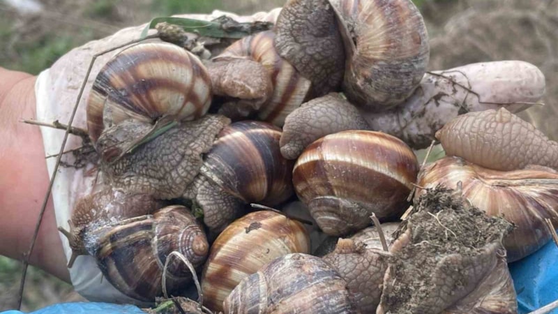 Elle toplanıyor, ek gelir sağlıyor; 1 çuvalı 2 bin TL...