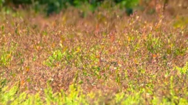 Akıl uçuran illüzyon: Kamuflajlı kuşu gördünüz mü? 5 saniyeniz var...