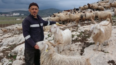 Ispartalı çobanın başı kurtlarla dertte: 1 yılda 6 hayvanı telef oldu
