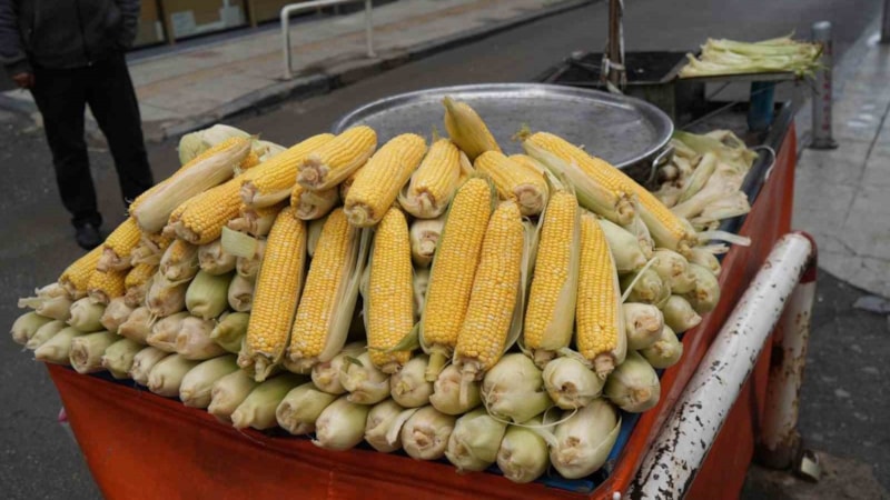 İster köz, ister haşlama! Süt mısır tezgahta: İşte fiyatı...