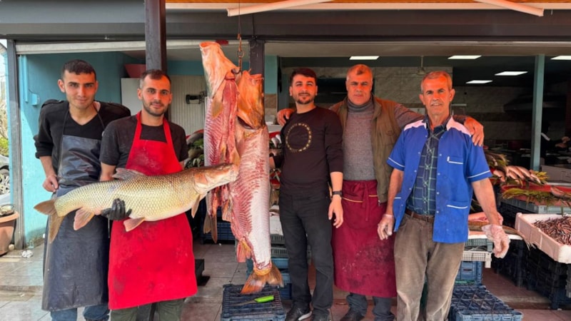 Tunceli'de biri 100 kiloluk 3 turna balığı yakaladı