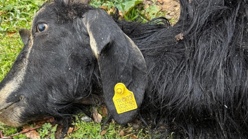 Şırnak'ta sokak köpekleri keçilere saldırdı