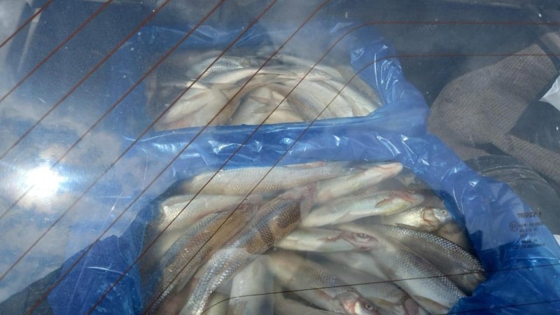 Antalya’da 85 kilo kokmuş balık imha edildi