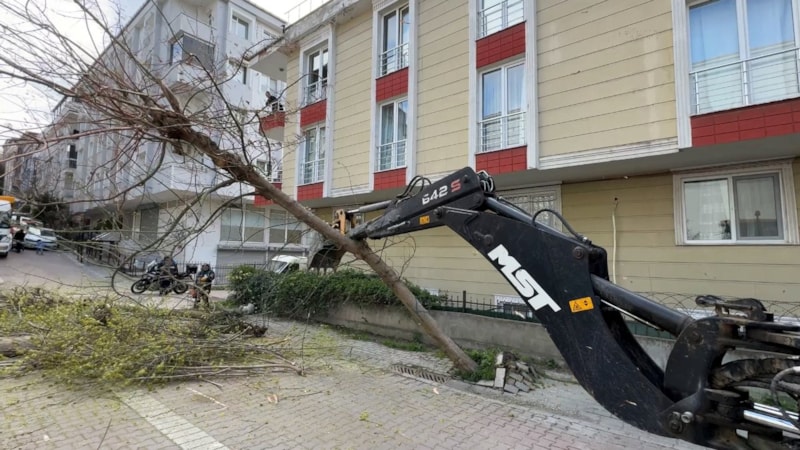Bakanlığın 'kırmızı bülten' ile uyardığı böceklerin çürüttüğü 23 ağaç imha edildi