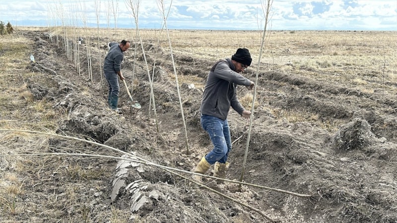 Doğaseverler, şehit ve gaziler anısına Tuz Gölü'nde 5 bin fidan dikti