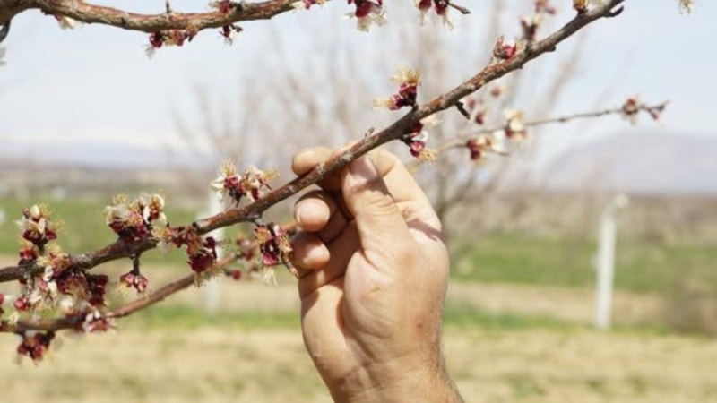 Malatya'da dondan etkilenen kayısıda hasar tespiti başladı