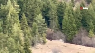 Artvinli gençler ayıyı çaya davet etti