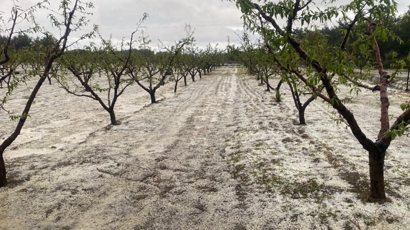 Çanakkale'de dolu alarmı: Meyve bahçelerini zarar gördü