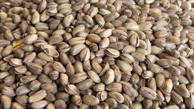 Fıstık ihracatçıları gözünü Çin pazarına dikti