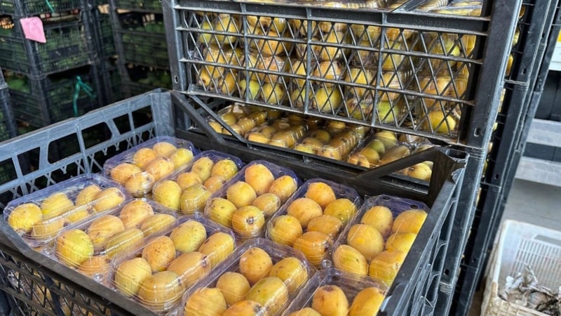 1 ayda toplanıyor, kıymeti altınla ölçülüyor! İşte fiyatı...