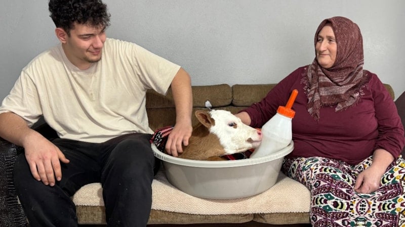 Ordu'da kuzusuna gözü gibi bakıyor