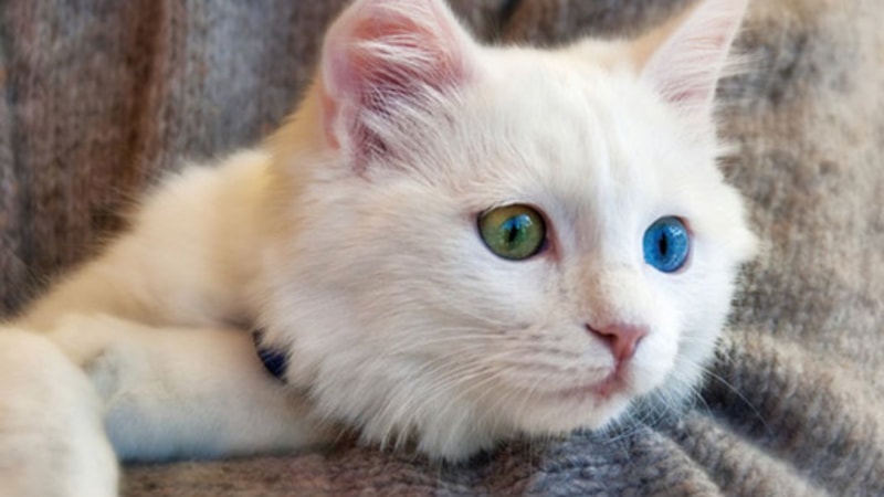 Van kedilerinin gözlerinin 2 renk olmasının sebebi bakın neymiş...