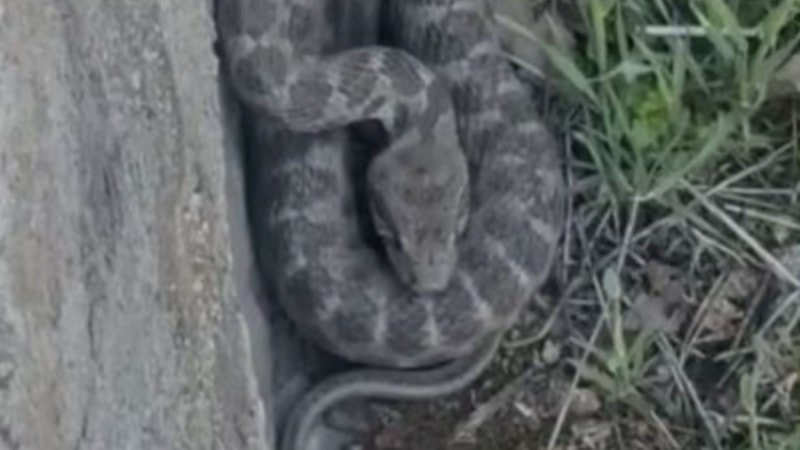 Elazığ'da zehirli engerek yılanı görüldü