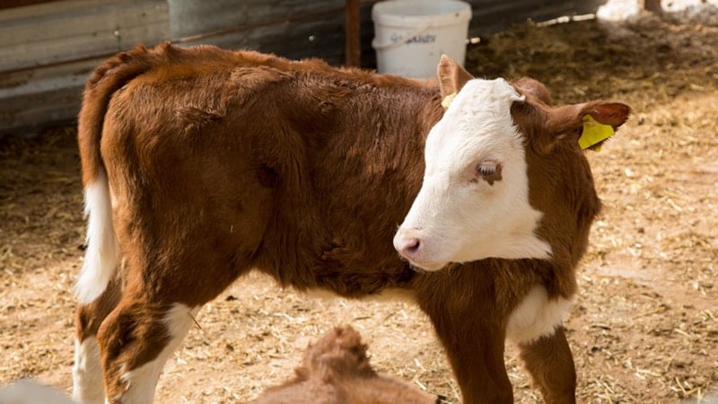 1. dönem buzağı desteği ne zaman yatacak? Buzağı desteği ödeme tarihleri...