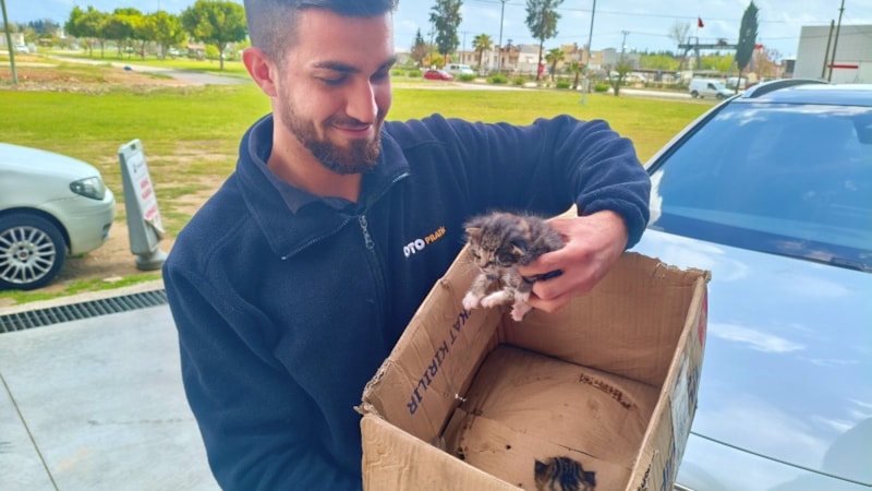 Antalya'da aracın motoruna giren yavru kedileri, kedi sesiyle çıkarmaya çalıştılar