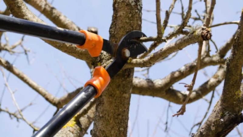 Ağaçlar hangi ayda budanır? Ağaç budama zamanı ne zaman?