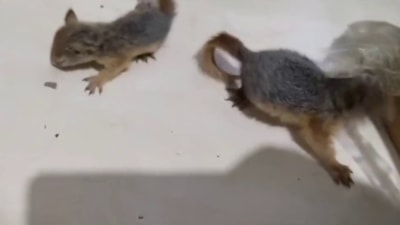 Antalya'da otogar kargosunda yavru sincaplar bulundu