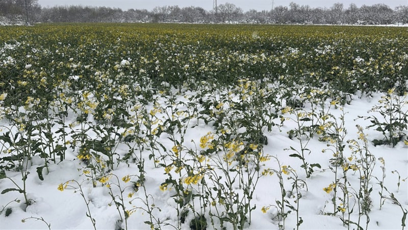 Edirne'de sarı altın çiçeği kanola tarlaları, beyaza büründü