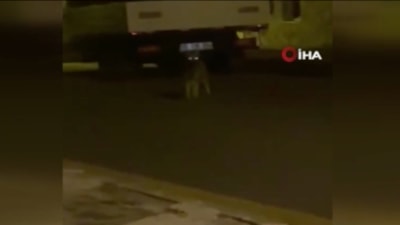 Ankara'da aç kalan yaban hayvanları şehre indi