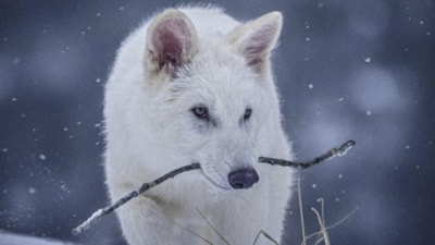 Nesli tükenen 'ulukurtlar' 12 bin 500 yıl sonra hayata döndürüldü