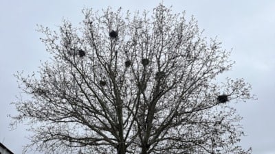 Çankırı'da bir ağaçta 8 karganın yuvası keşfedildi