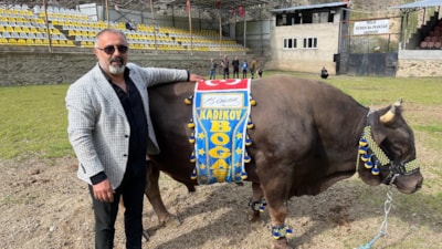 Fenerbahçe taraftarından Ali Koç'a boğalı destek