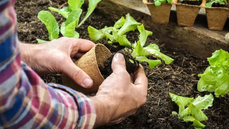 Bahçenizi yaza hazırlayın! İşte, Nisan ayında ekmeniz gereken meyve ve sebzeler
